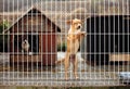 Lonely puppie leaning fence Royalty Free Stock Photo