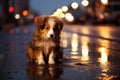 Lonely puppy exploring the eerie, deserted city streets under the cover of darkness Royalty Free Stock Photo