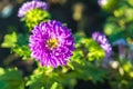 Lonely purple aistra in a garden flower garden in early autumn