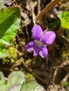Lonely Purple Flower