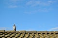 Lonely racing pigeon on the roof