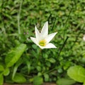 Lonely rain lily Royalty Free Stock Photo