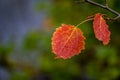 Lonely red autumn aspen leaf on blurred background. Falling autumn leaves Royalty Free Stock Photo