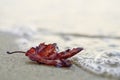 Lonely red autumn leaf on the beach Royalty Free Stock Photo