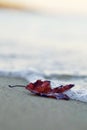 Lonely red autumn leaf on the beach, vertical Royalty Free Stock Photo
