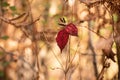 Lonely red autumn leaves on a bransch..