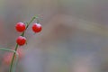 Lonely red berries in the forest Royalty Free Stock Photo
