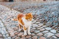 A lonely red cat with big green eyes Royalty Free Stock Photo