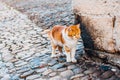 A lonely red cat with big green eyes Royalty Free Stock Photo