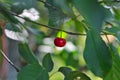 lonely red cherry hanging on a tree among green foliage Royalty Free Stock Photo