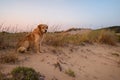 A lonely red dog on a sea dune looks into the distance Royalty Free Stock Photo