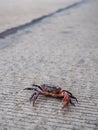 Lonely Red Field Crab Standing Gracefully