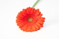 Lonely red gerbera flower isolated on white Royalty Free Stock Photo