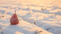 Lonely Red Pear In Snow: Backlit Photography By Gabriel Isak Royalty Free Stock Photo