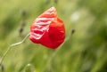 Lonely red poppy flower in a field of rye spike. Spring poppy shot close in a green field Royalty Free Stock Photo