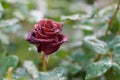 Red rose covered with drops of morning dew on petals in the morning garden Royalty Free Stock Photo