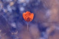 Lonely red tulip on blue blurred background. Selective soft focus Royalty Free Stock Photo