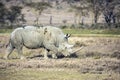 Lonely rhino grazing