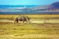 Lonely rhino grazing in the grass