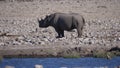 Lonely rhino standing on a rocky and warm savanna