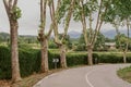 Lonely road alleyway with Plane trees Royalty Free Stock Photo