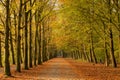 Lonely road in autumn forest with warm light in the gold foilage Royalty Free Stock Photo