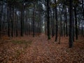 Lonely road into deep and dark forest. Royalty Free Stock Photo