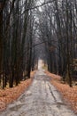 Lonely road through an empty autumn forest at a cloudy day Royalty Free Stock Photo