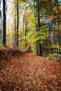 A lonely road in the forest Royalty Free Stock Photo