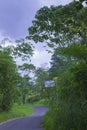 The lonely road surrounded by green trees Royalty Free Stock Photo