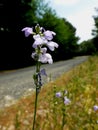 Lonely Roadside Flower