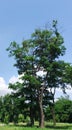 Lonely robinia pseudo acacia under the blue sky