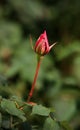 Lonely rose bud