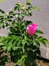 Lonely rose on the street