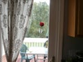 Lonely rose in summer sun on the porch