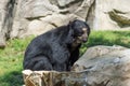 Lonely sad black bear sitting near a huge rock looking for its friends Royalty Free Stock Photo