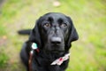 Lonely sad black dog in a park with a blurred background Royalty Free Stock Photo