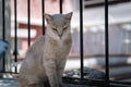 Lonely sad cat is sitting on a ground at Thira town on Santorini island, Greece. Royalty Free Stock Photo