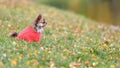 Lonely sad chihuahua dog wearing red knitted sweater is sitting at the edge of water in the cold autumn season