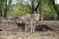 Lonely sad donkey in the garden Royalty Free Stock Photo