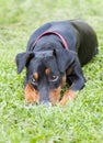 lonely sad German Pinscher lying on the lawn in the backyard of