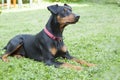 lonely sad German Pinscher lying on the lawn in the backyard of Royalty Free Stock Photo