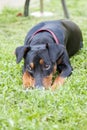lonely sad German Pinscher lying on the lawn in the backyard of