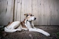 A lonely and sad guard dog on a chain near a dog house outdoors Royalty Free Stock Photo