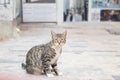Lonely sad homeless cat on a city street Royalty Free Stock Photo