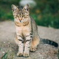 Lonely, Sad, Homeless Cute Tabby Gray Cat Kitten Pussycat