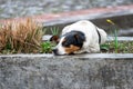 Lonely and sad homeless dog lying on the street. Royalty Free Stock Photo