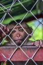 Lonely, sad monkey in a cage in Thailand Royalty Free Stock Photo