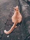 lonely and sad orange cat with long tail sitting in the park ground