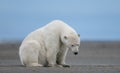 A lonely sad polar bear sitting on the ground with its head down